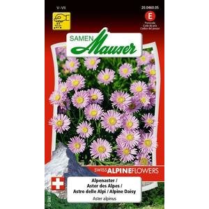 Samen Mauser Alpenaster Blumensamen