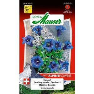 Samen Mauser Enzian Blumensamen