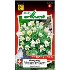 Samen Mauser Alpenanemone Blumensamen