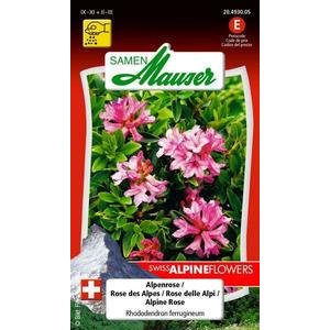 Samen Mauser Alpenrose Blumensamen