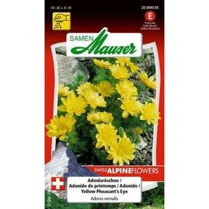 Samen Mauser Adonisröschen Blumensamen