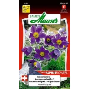 Samen Mauser Küchenschelle Blumensamen