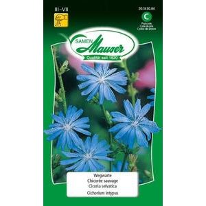 Samen Mauser Wegwarte Blumensamen