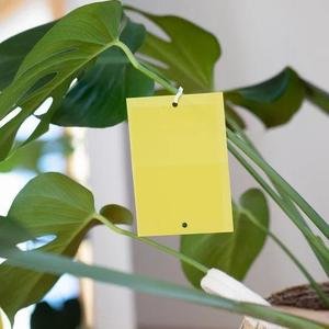 Andermatt Biogarten Gelbfallen