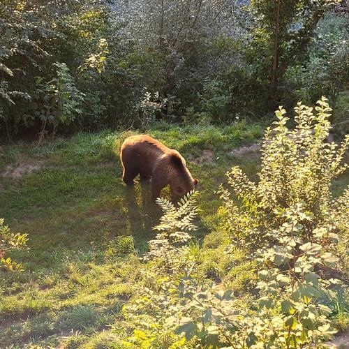 leuchtender Bär - © Giulia Woschko