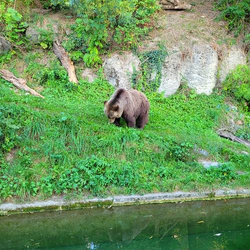 pelziger Bär - © Giulia Woschko