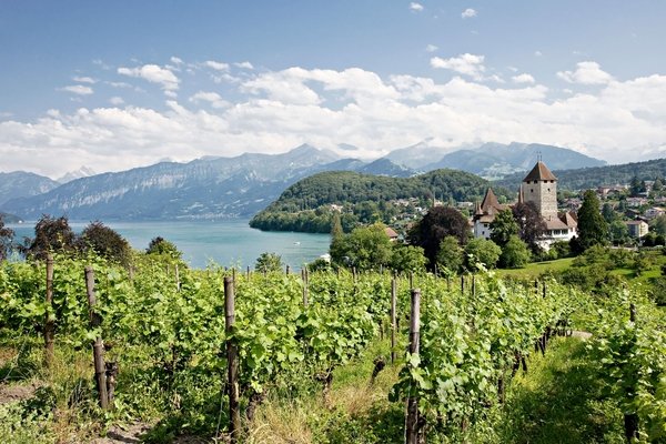Blick vom Spiezer Rebberg - © spiez.com