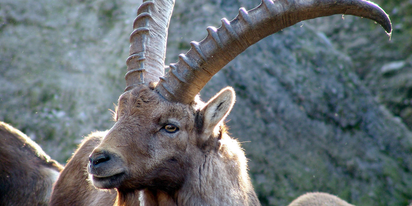 © Tierpark Goldau
