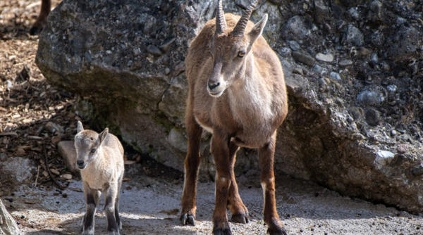 © tierpark.ch