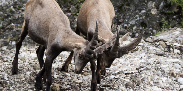 © tierpark.ch