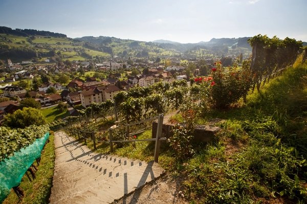Rebkulturweg Thal - © St. Gallen-Bodensee Tourismus / Damian Imhof