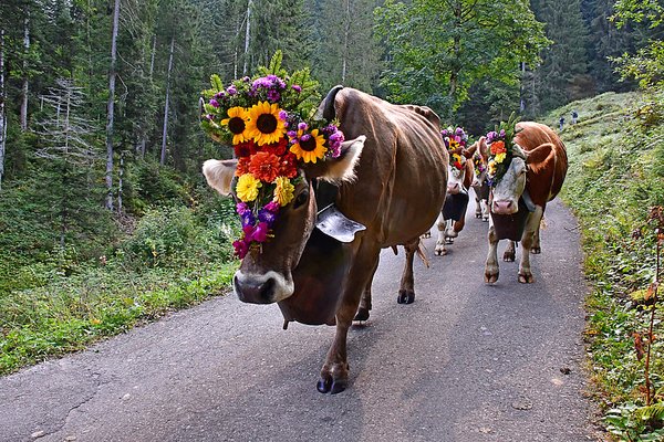 © aeschi-tourismus.ch