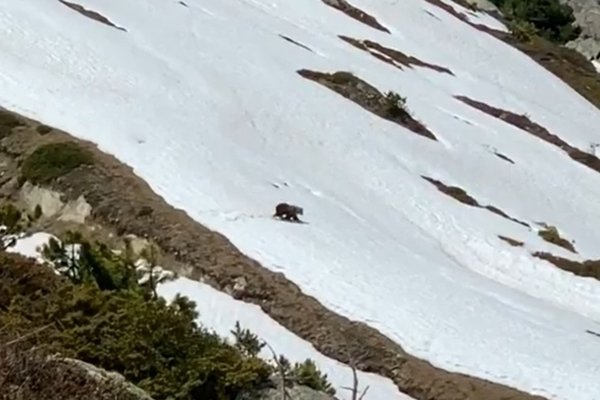 Braunbär im Juni 2019 bei der Riederalp VS