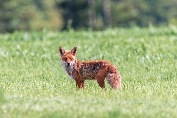 Fuchs