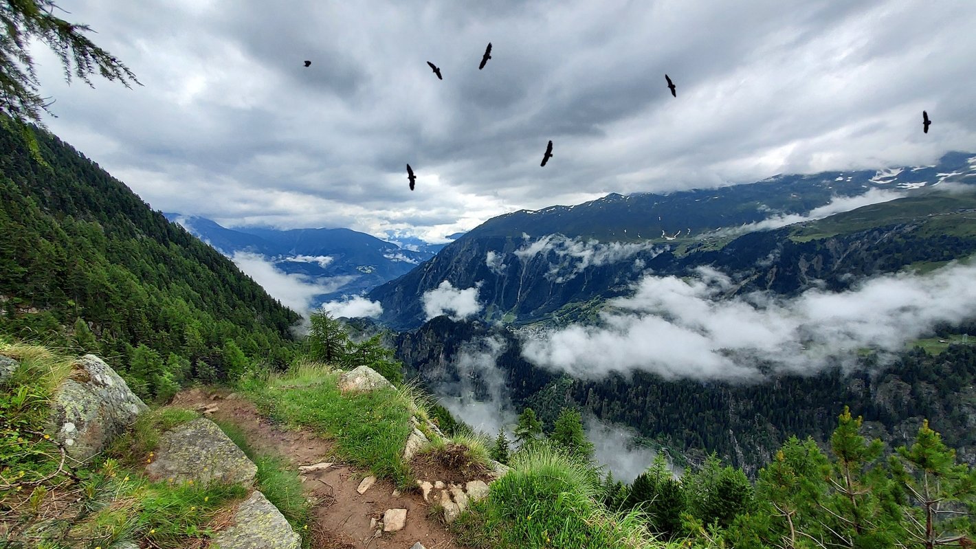 Gänsegeier kreisen über der Massaschlucht im Wallis - © René Buss