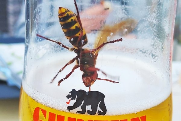 Hornisse im Bier an der Aare - © René Buss
