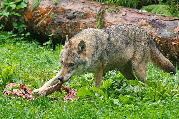 Wolf