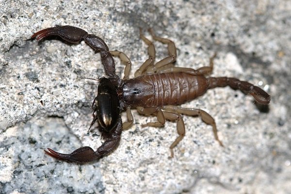 «euscorpius italicus» - © Felix Reimann / CC BY-SA 3.0