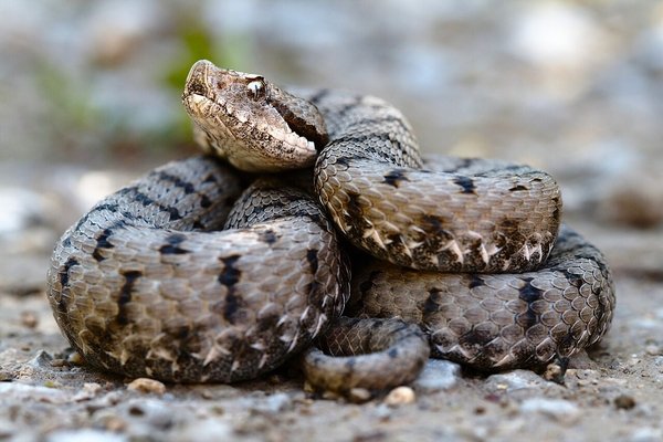 Giftige Aspisviper - © Felix Reimann / CC BY-SA 3.0