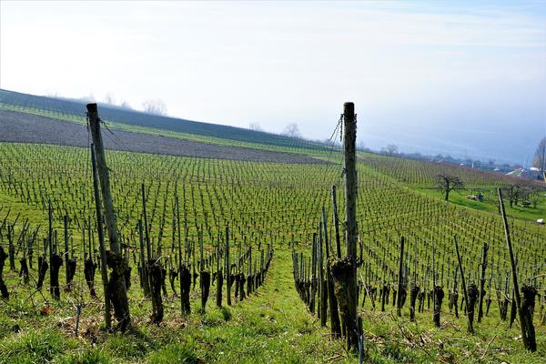 Reben am Bodensee