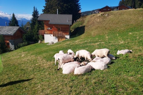 Selbst Elektrozäune und das Zusammenkauern der Walliser Schafe schützen oft nicht vor dem hungrigen Wolf. - © René Buss