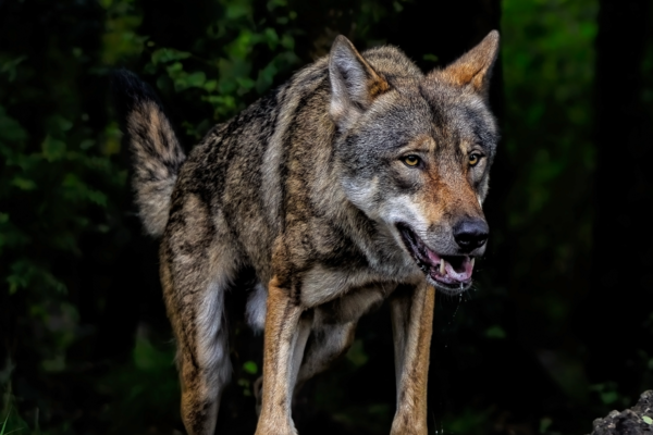 «Todesengel» Wolf?