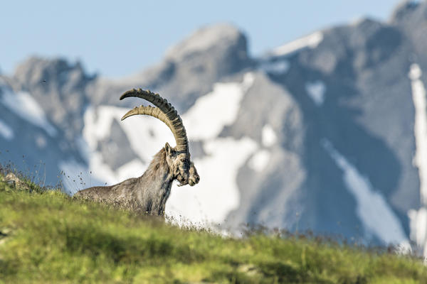 Steinbock im Nationalpark - © Schweiz Tourismus / Hans Lozza