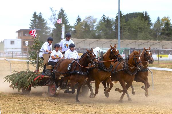 Wagenrennen mit Freiberger Pferden im Jura