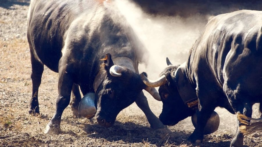 Kämpfende Eringer - Wallis Promotion