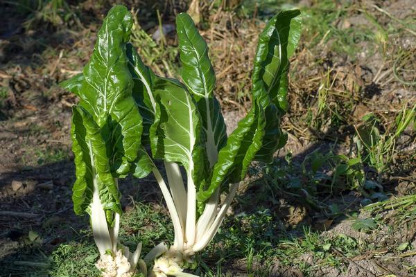 Mangold wächst in jedem Gemüsegarten.