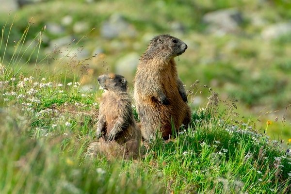 Niedlich und herzig? Murmeltiere können auch ganz anders!