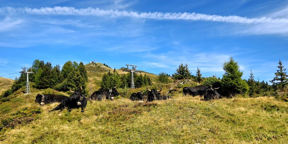 So wie hier im Oberwallis, im Einzugsgebiet der Käserei Walker, sehen ideale Haltungsbedingungen für beste Milchqualität und besten Käse aus. - © René Buss