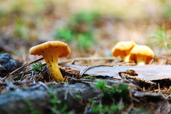 Leicht identifizierbare Eierschwämmli