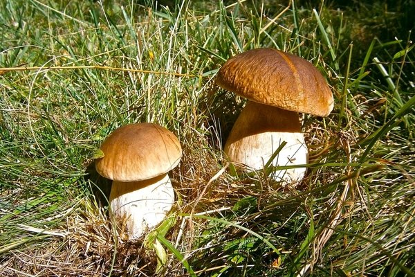 Steinpilze auf der Wiese vor dem Haus