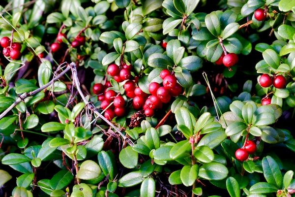 Wilde Preiselbeeren verstecken sich häufig in den Lärchenwäldern.