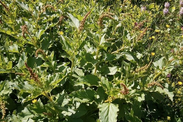 © Réginald Hulhoven