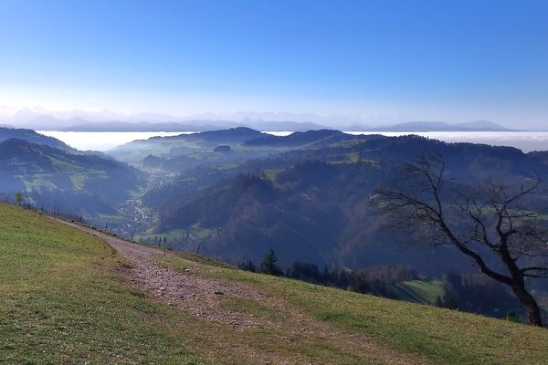 4.11.'24: Ein Blick vom Hörnli (1133m), Kanton Zürich: Wunderschönes Bergwetter und Nebel im Unterland. - © René Buss