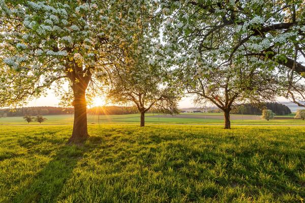 Bluescht - © Thurgau Tourismus