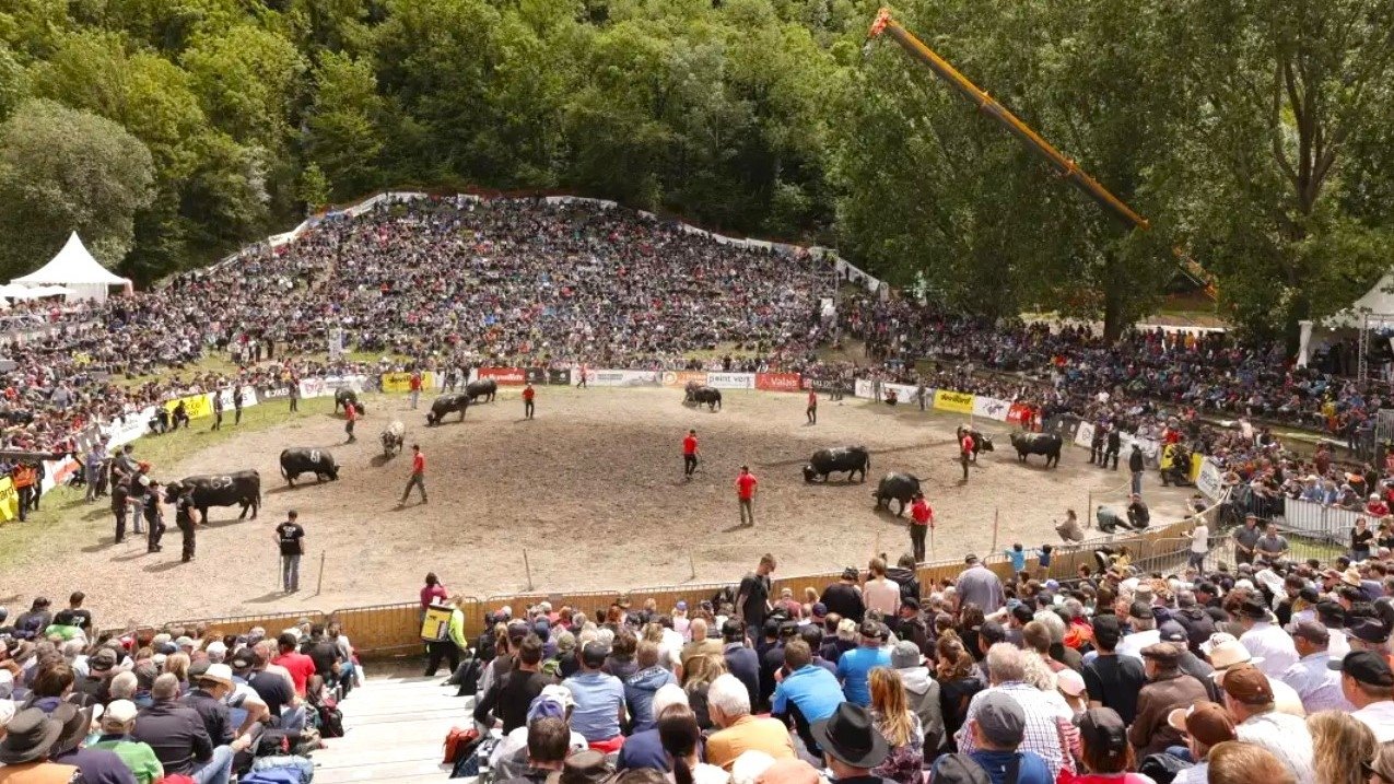 Stechfest der Eringer in Aproz - © myswitzerland
