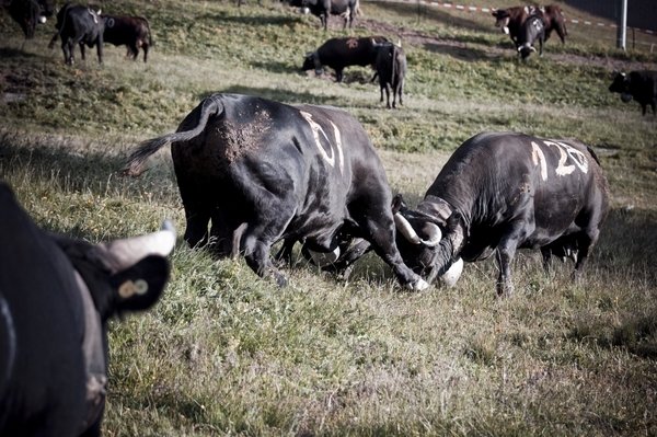 Stechfest in Veysonnaz - © Veysonnaz Tourisme