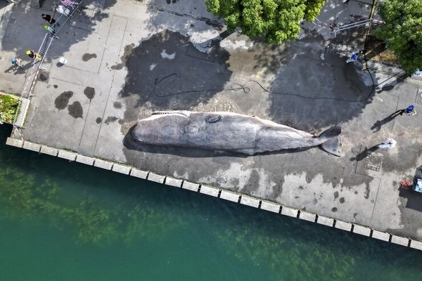 «Gestrandeter Pottwal am Zürichsee» - © theaterspektakel.ch