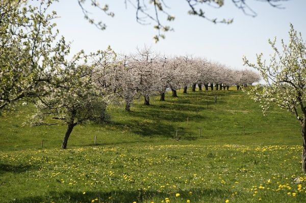 Kirschblüte - © Destillerie Etter