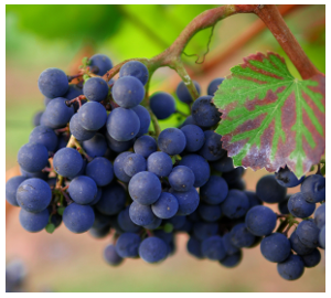 Dunkle Weintrauben für die Rotweinherstellung