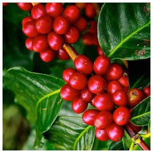 Kaffeebohne am Strauch