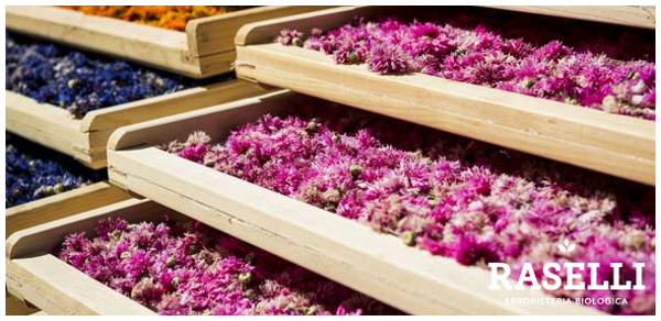 Trocknung von Kronblumen bei Raselli