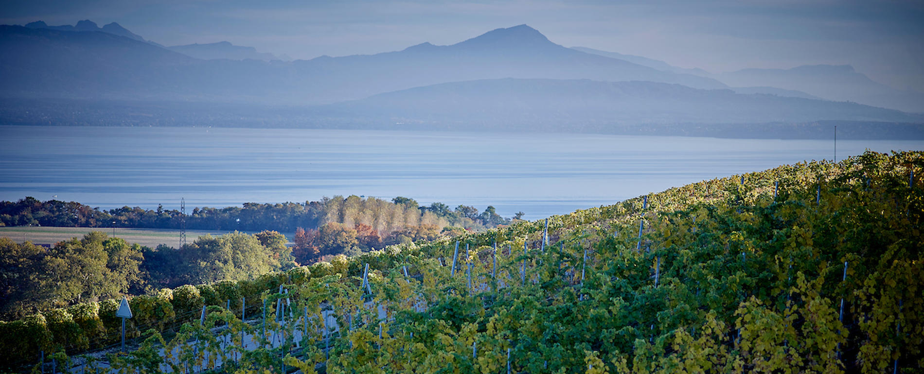 Anbau von Weinreben in der Schweiz