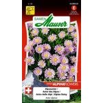 Alpenaster Blumensamen
