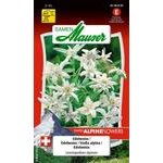 Edelweiss Blumensamen