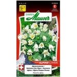 Alpenanemone Blumensamen