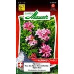 Alpenrose Blumensamen
